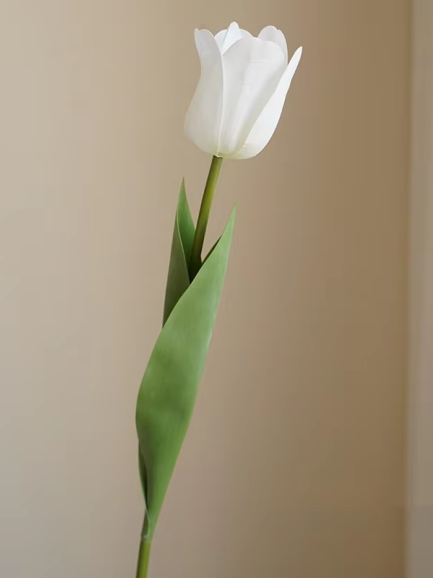 Tulp open - wit Tulp open - wit
