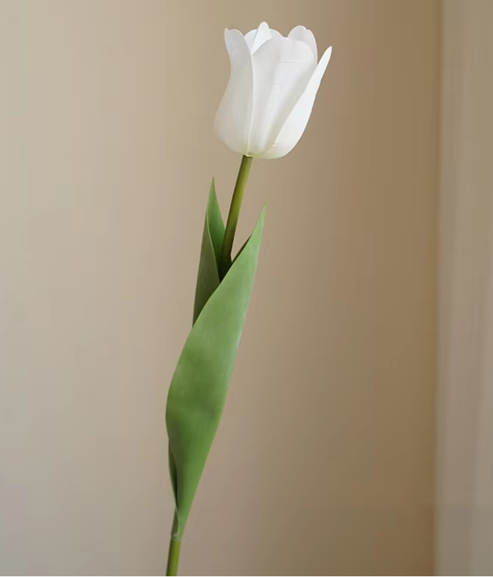 Tulp open - wit Tulp open - wit