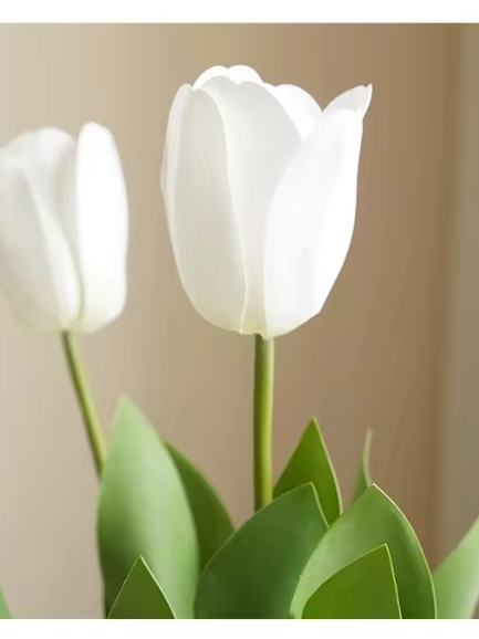 Tulp open - wit Tulp open - wit