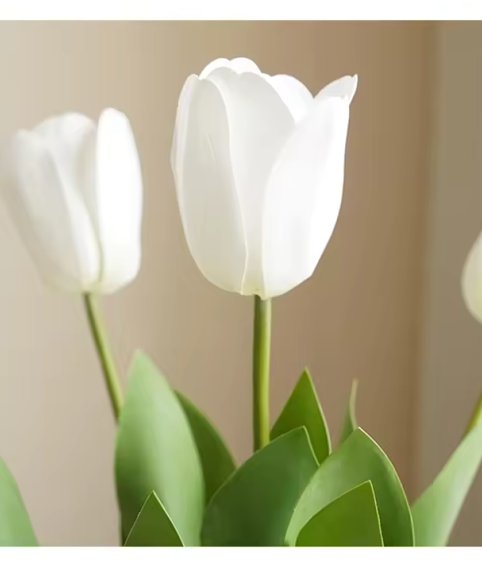 Tulp open - wit Tulp open - wit