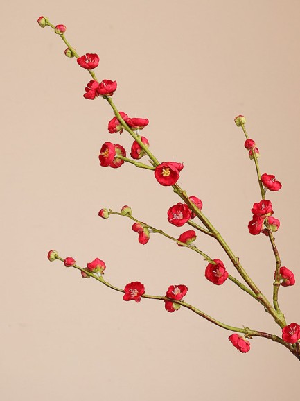 Pruimenbloesem - rood