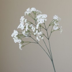 Mini chrysant - wit