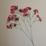 Mini chrysant - rood