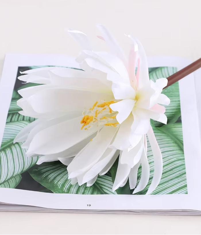 Epiphyllum - zaagcactus bloem - wit