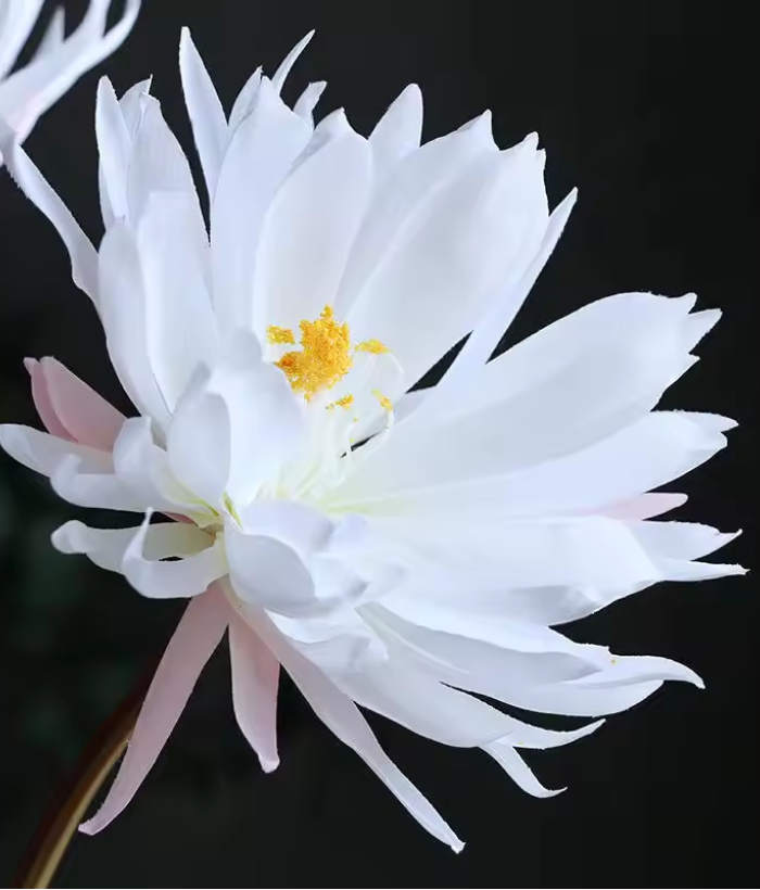 Epiphyllum - zaagcactus bloem - wit