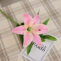 Lelie - roze