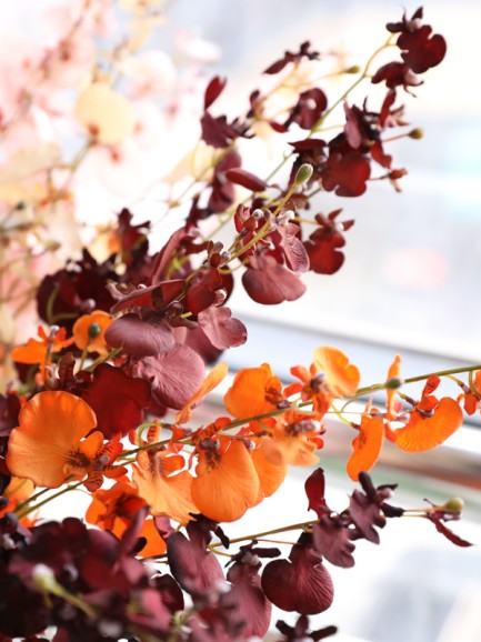 Dansende orchidee - donkerpaars