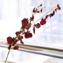 Dansende orchidee - donkerpaars
