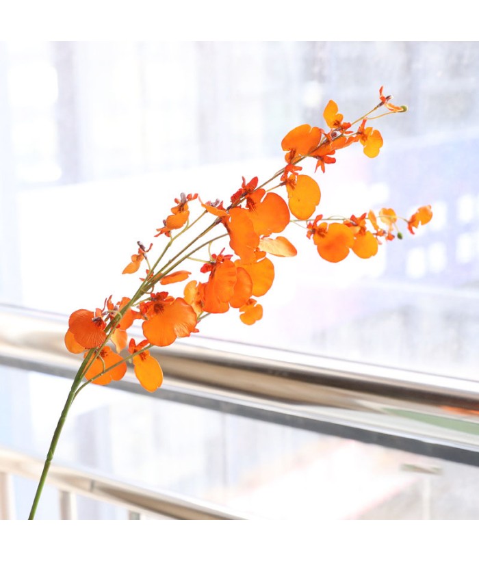 Dansende orchidee - oranje