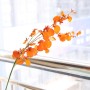 Dansende orchidee - oranje