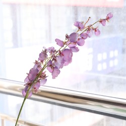 Dansende orchidee - paars