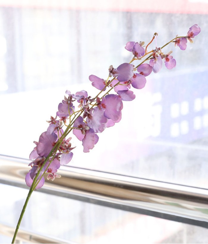 Dansende orchidee - paars Dansende orchidee - paars