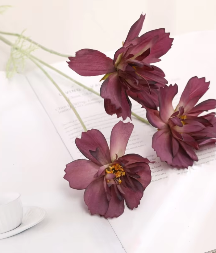 Perzische gerbera - paars