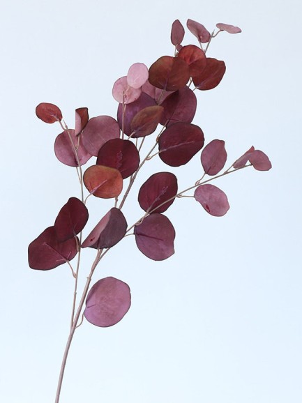 Eucalyptus tak - groot - paars/bruin