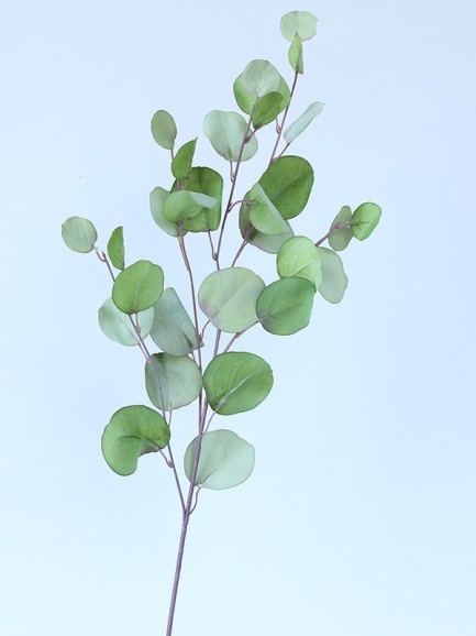 Eucalyptus tak - groot - groen