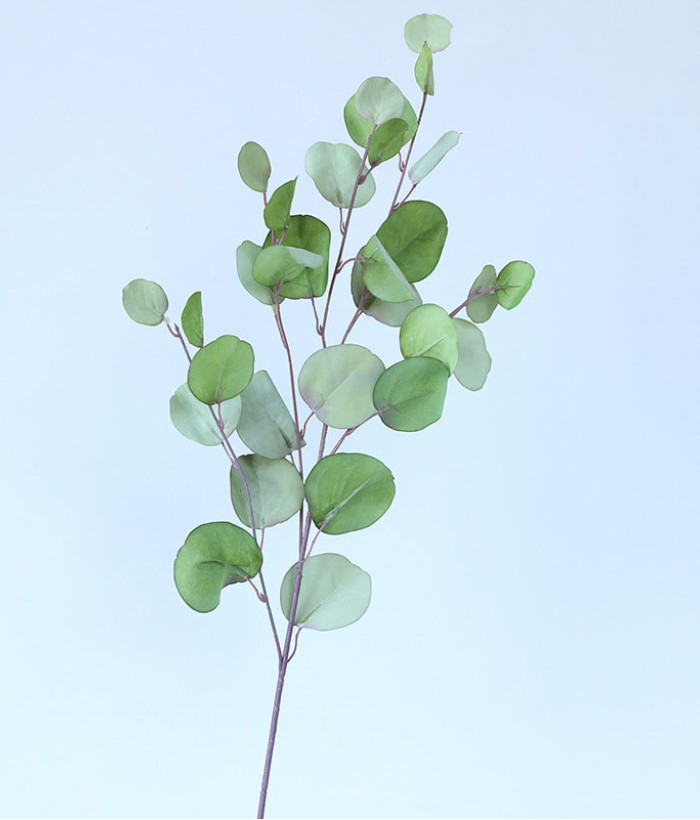 Eucalyptus tak - groot - groen Eucalyptus tak - groot - groen