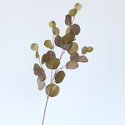 Eucalyptus tak - groot - groen/bruin