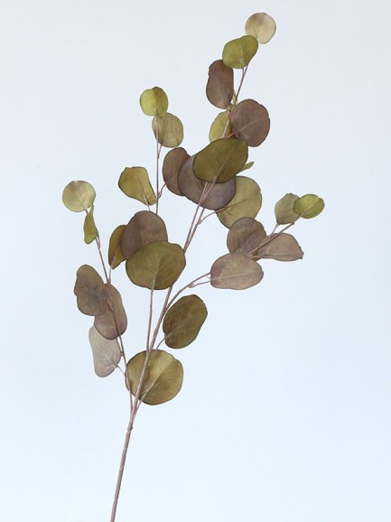 Eucalyptus tak - groot - groen/bruin