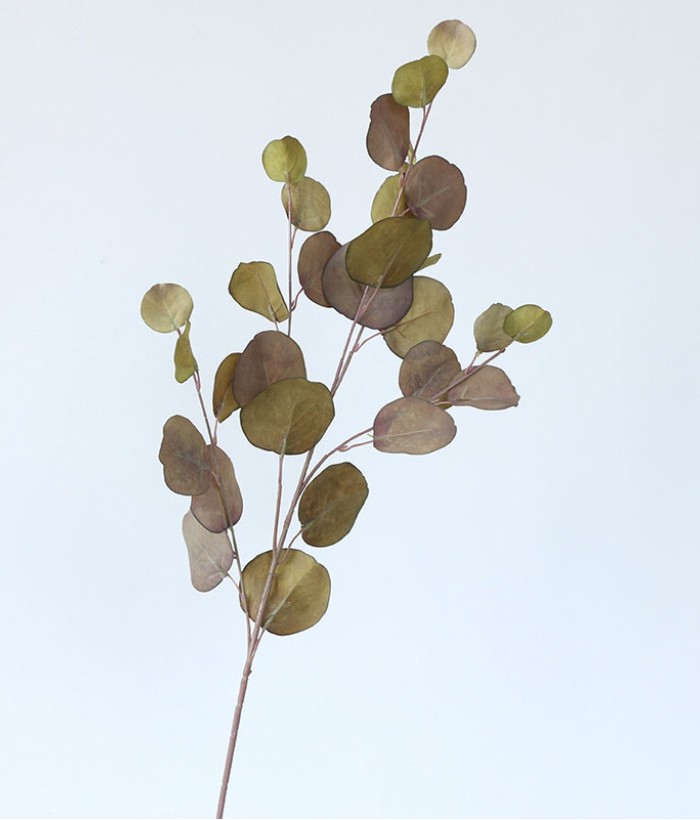 Eucalyptus tak - groot - groen/bruin