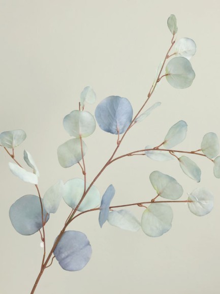 Eucalyptus tak - groot - lichtblauw