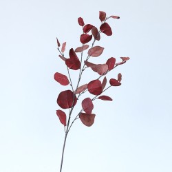 Eucalyptus tak - groot - rood
