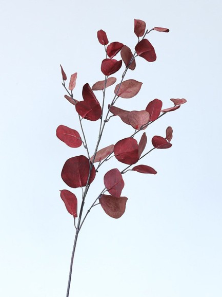 Eucalyptus tak - groot - rood