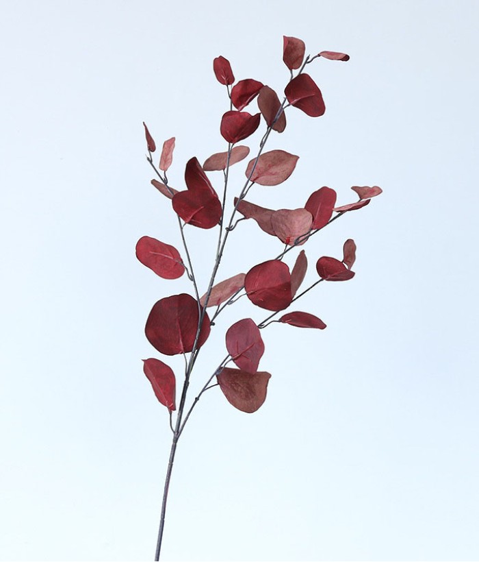 Eucalyptus tak - groot - rood