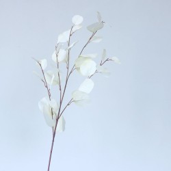 Eucalyptus tak - groot - wit