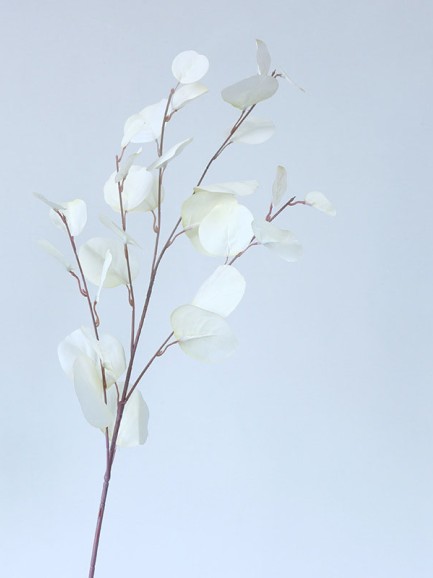 Eucalyptus tak - groot - wit