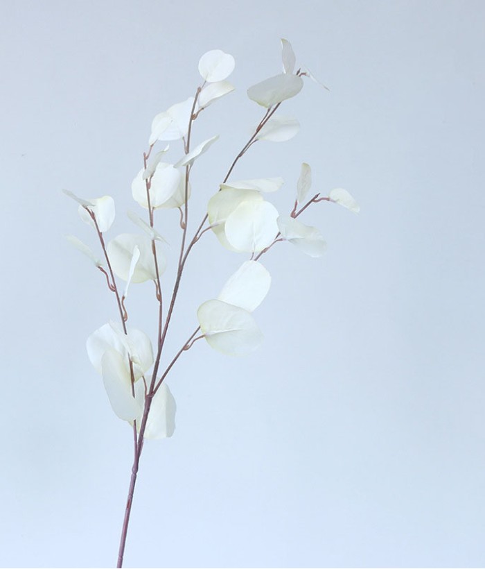 Eucalyptus tak - groot - wit