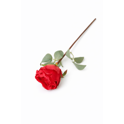 Roos - rood