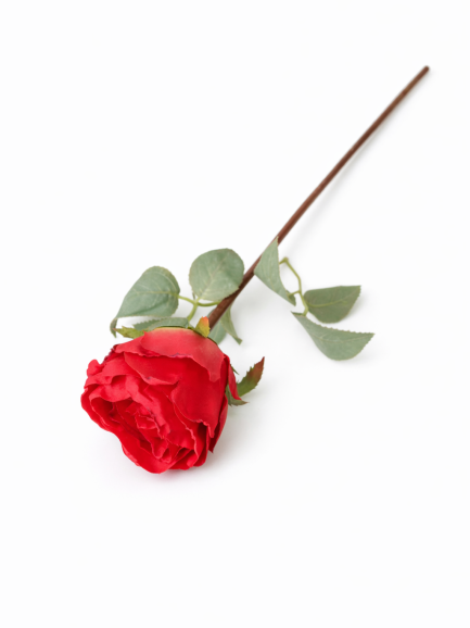 Roos - rood