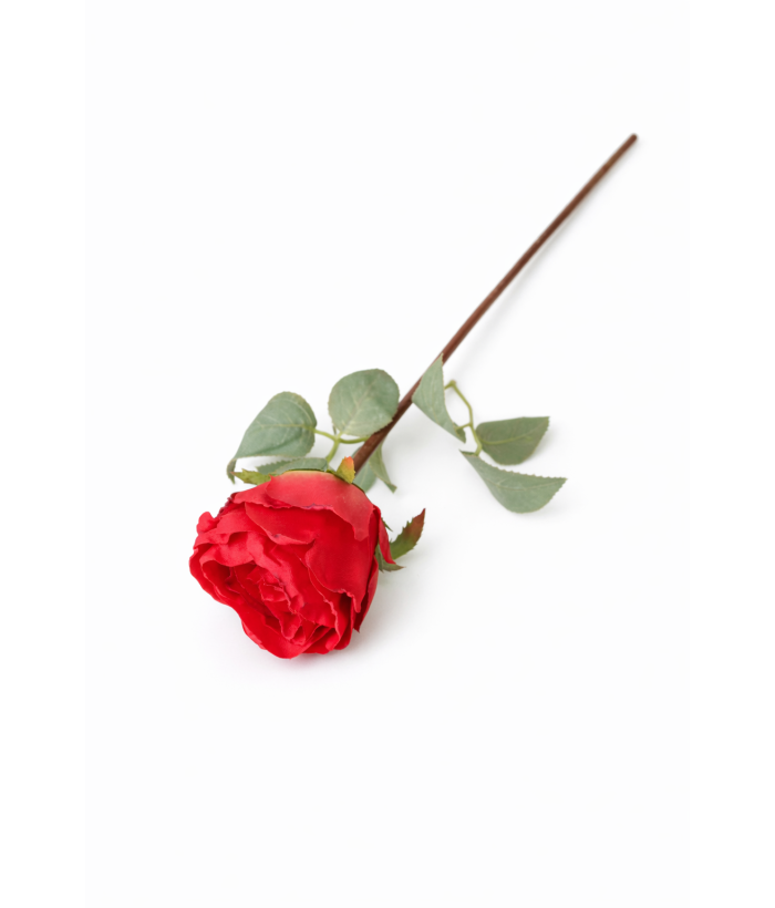 Roos - rood