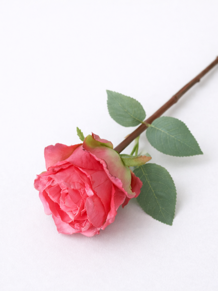 Roos - roze