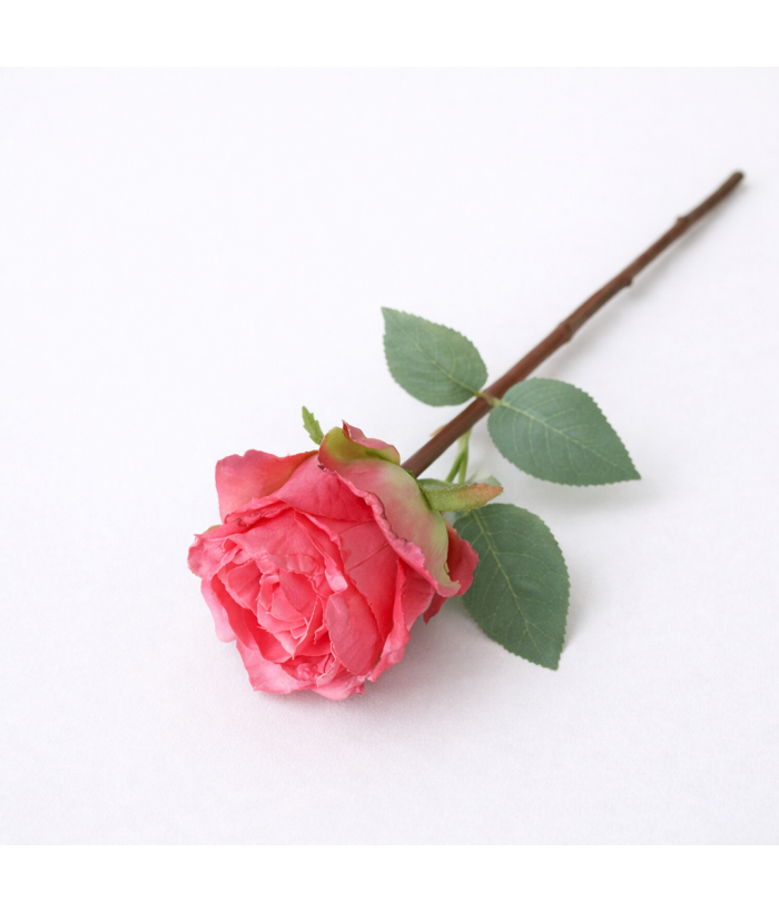 Roos - roze