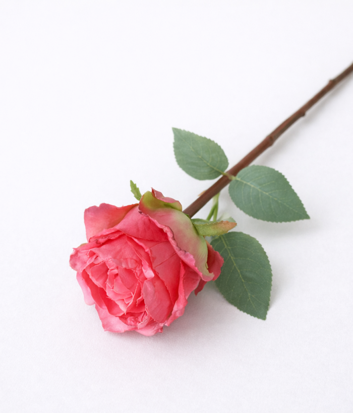 Roos - roze Roos - roze