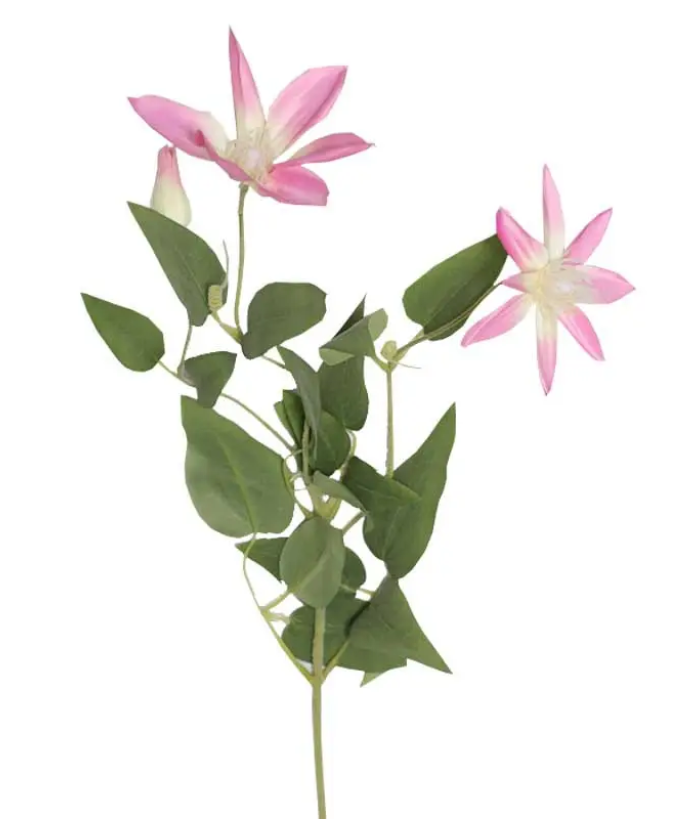 Clematis - 3 bloemen - roze Clematis - 3 bloemen - roze