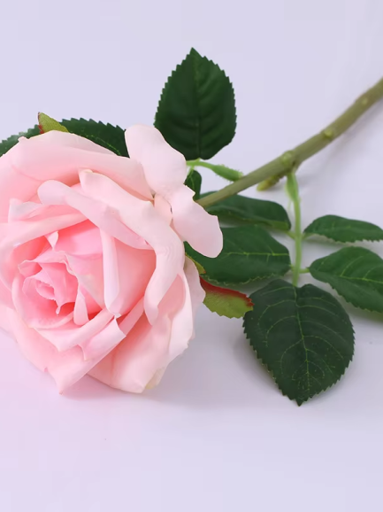 Roos - roze Roos - roze