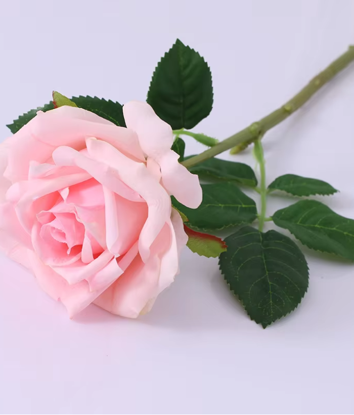 Roos - roze Roos - roze