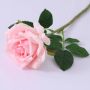 Roos - roze