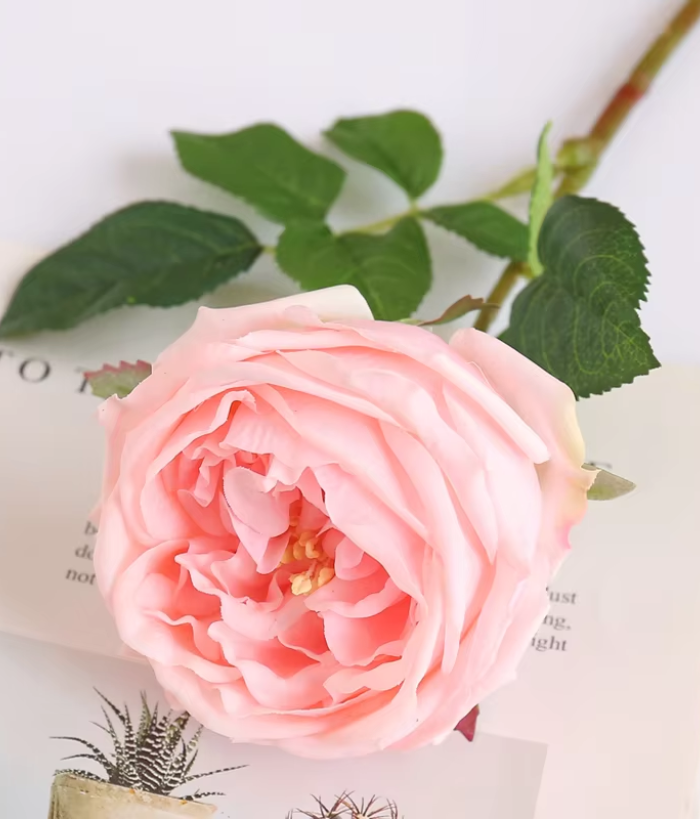 Roos - grote bloem - roze Roos - grote bloem - roze