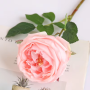 Roos - grote bloem - roze