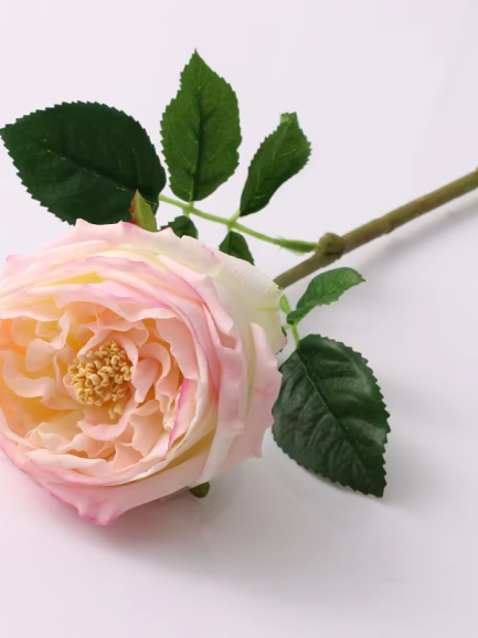 Roos - grote bloem - licht roze Roos - grote bloem - licht roze
