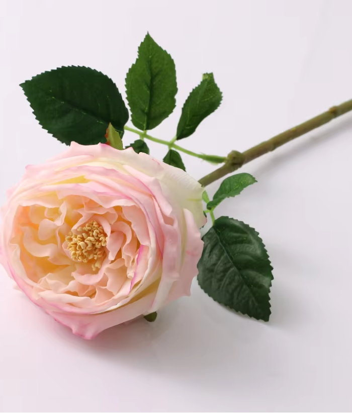 Roos - grote bloem - licht roze Roos - grote bloem - licht roze