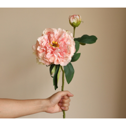 Grote pioenroos - roze