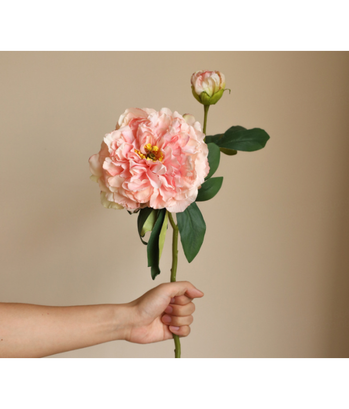 Grote pioenroos - roze