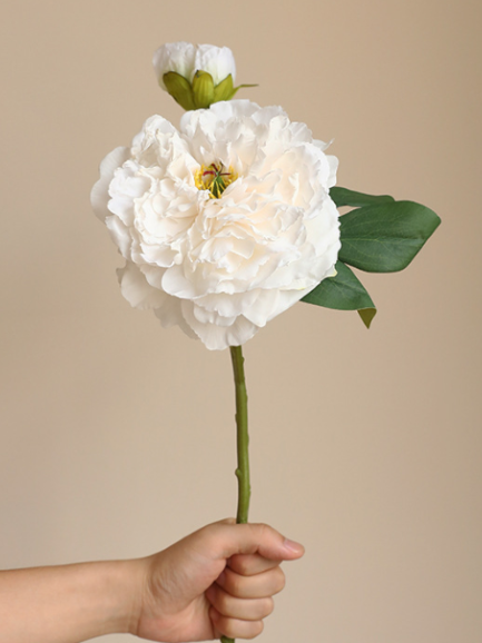 Grote pioenroos - wit