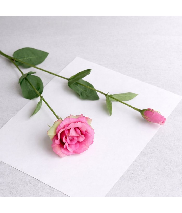 Kikyo (Japanse klokbloem) roze
