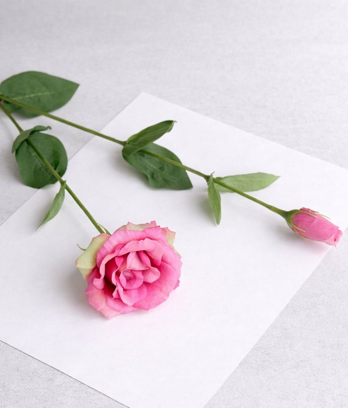 Kikyo (Japanse klokbloem) roze