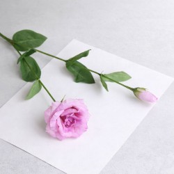 Kikyo (Japanse klokbloem) lichtpaars